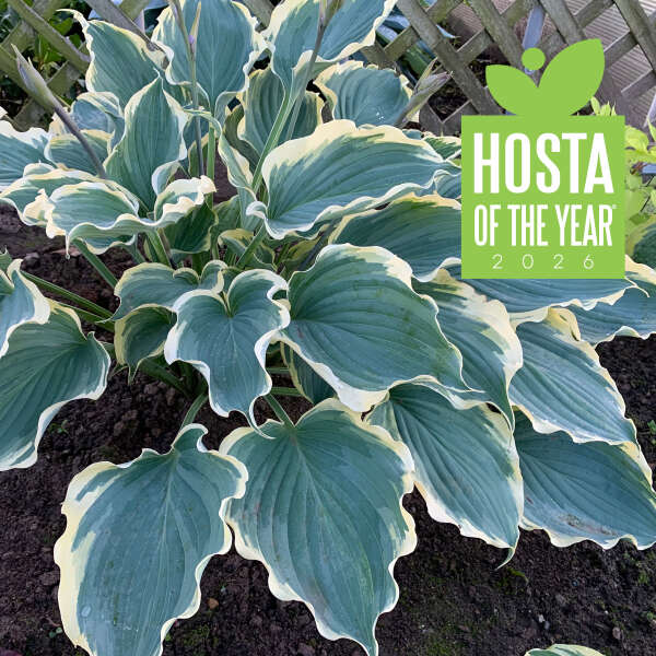 Hosta 'Hope Springs Eternal' Perennial. Stunning Color. Easy to Grow. Loves Shade.