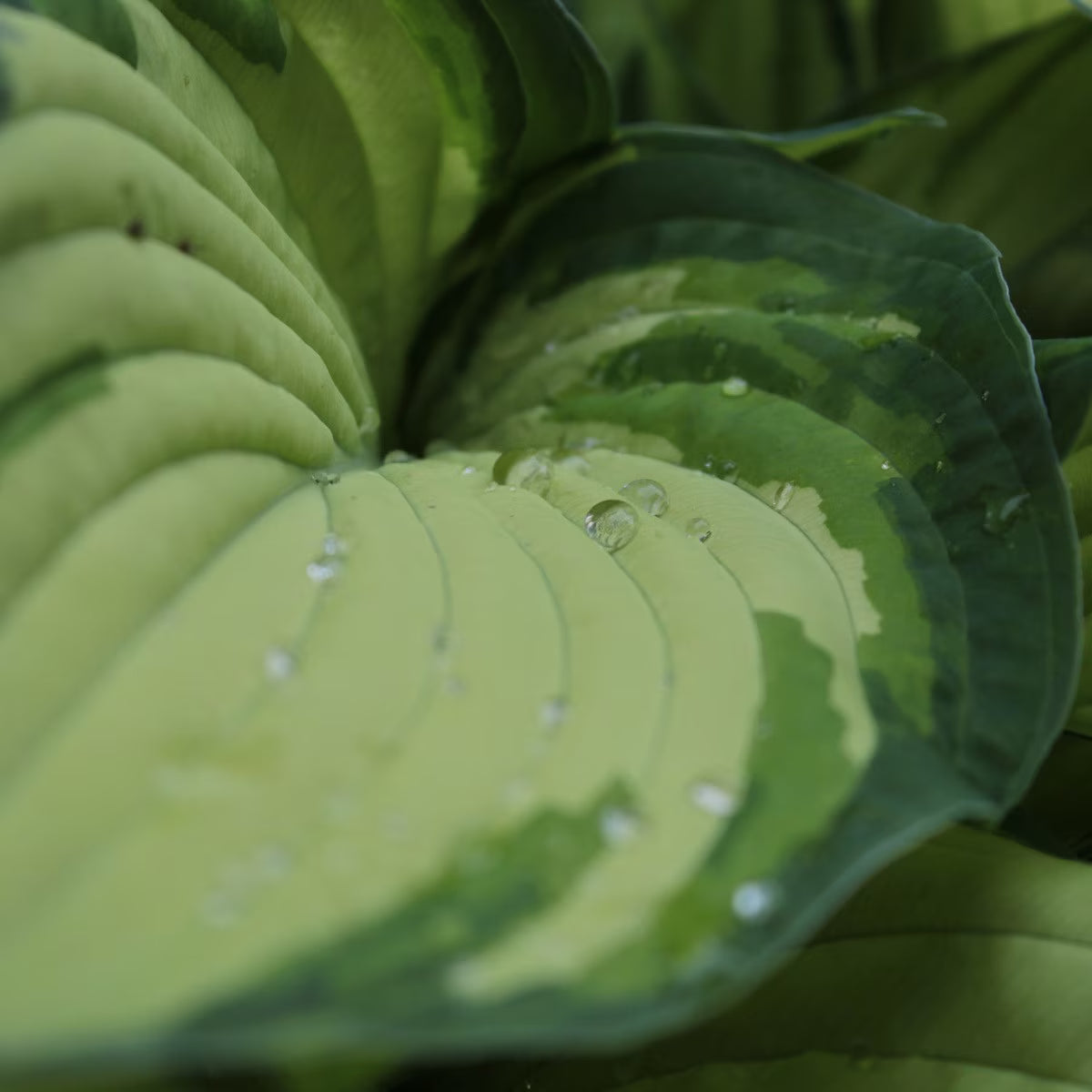 Berbee Bulb Co. / Hosta 'Coloured Hulk'