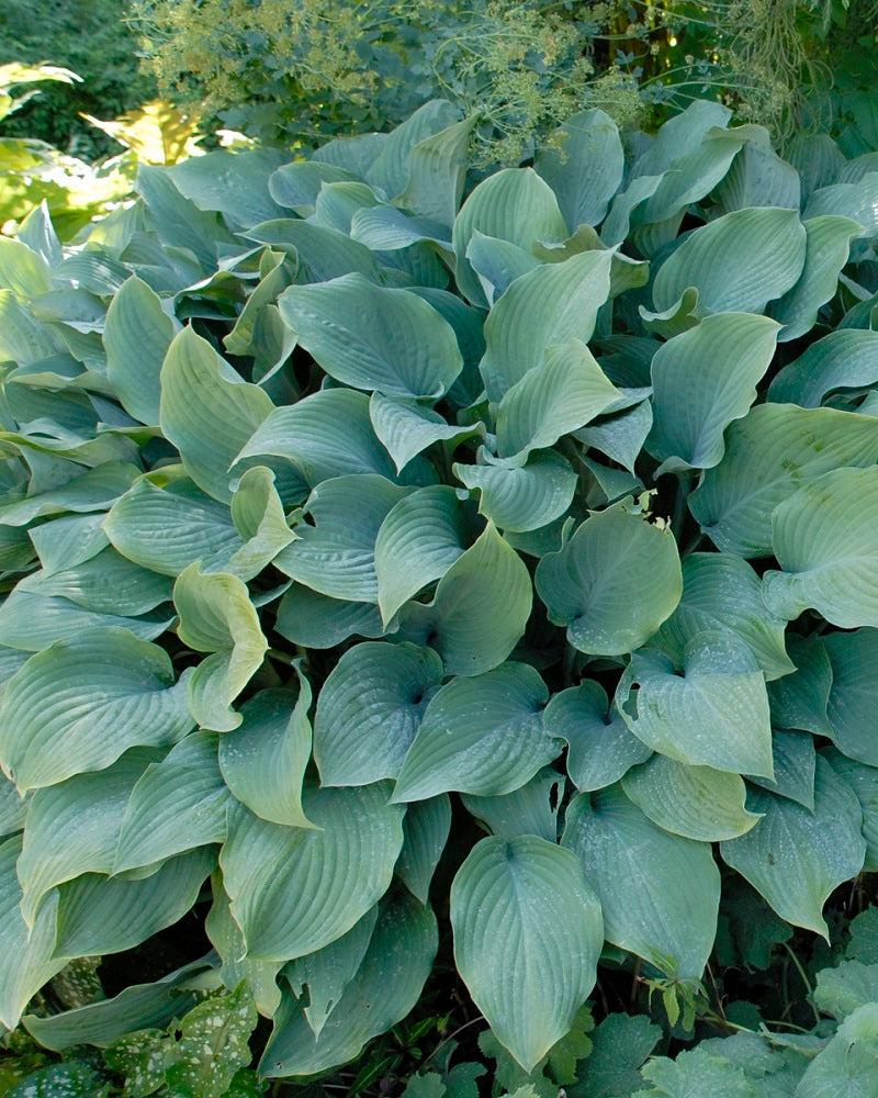 James Greenhouses / Hosta 'Krossa Regal'