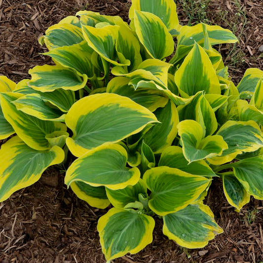 Jumbo Root Ball Hosta 'Liberty' Starter Perennial. Large Root Ball. Loves Shade. Wide, Thick Blue-Green Leaves.