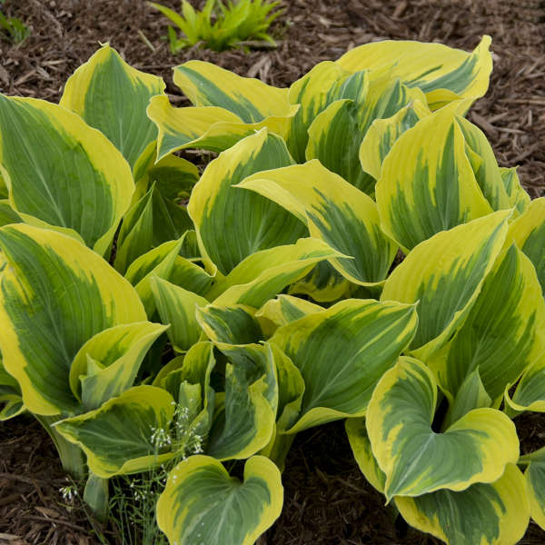 'Liberty' Live Starter Hosta. Loves Shade. Super Easy to Grow. Ready for Spring Planting.