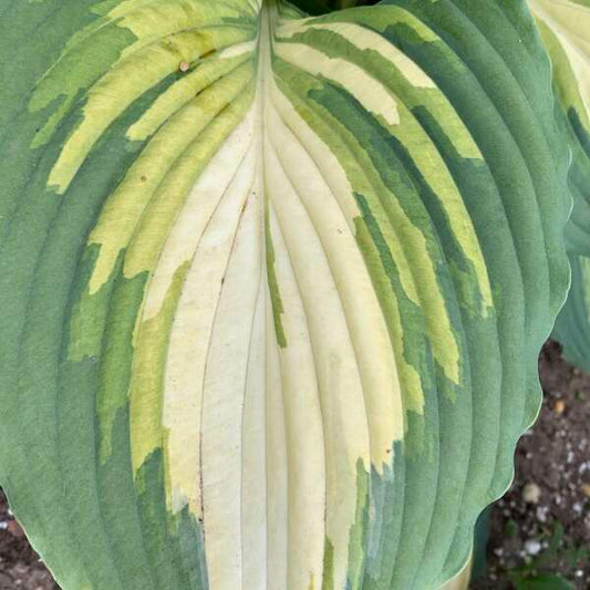 Walters Gardens, Inc. / Hosta 'Love Story'