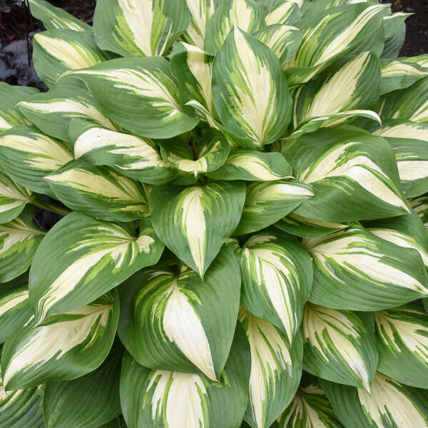 Hosta 'Miss America' Starter Perennial. Majestic, Variegated Premium Hosta.