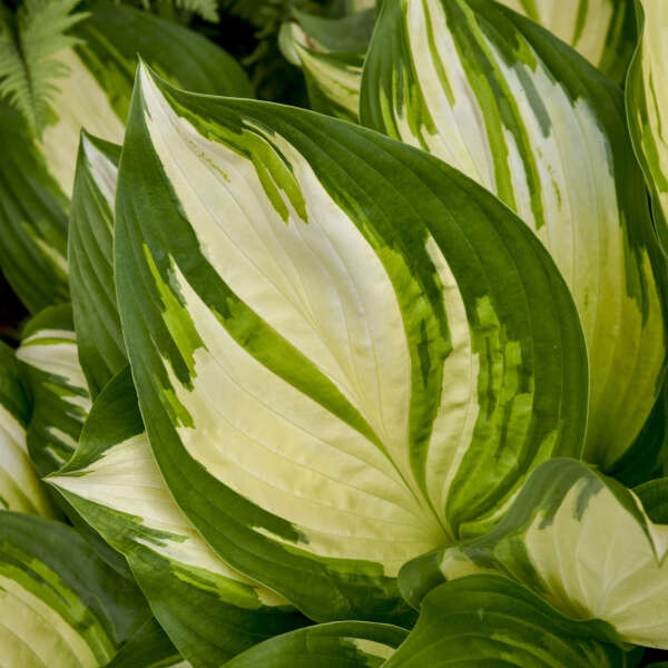 Hosta 'Miss America' Starter Perennial. Majestic, Variegated Premium Hosta.