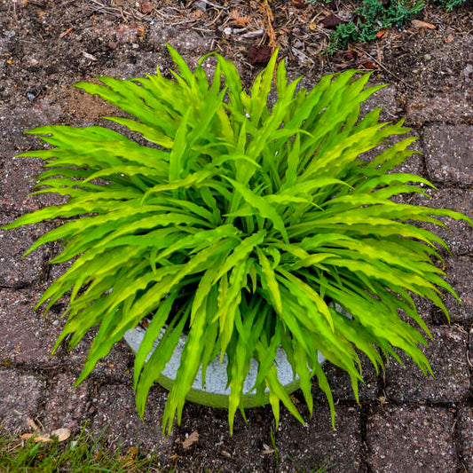 Hosta 'Party Streamers' Starter Perennial. New Standout with Long, Wiggly Yellow Leaves.