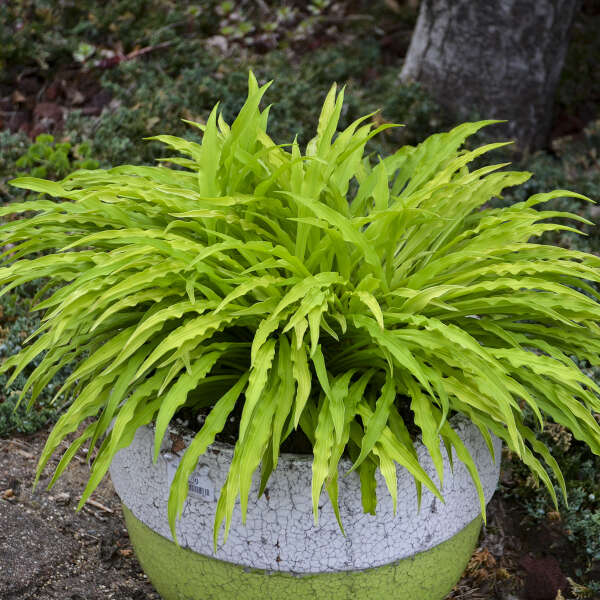 Hosta 'Party Streamers' Starter Perennial. New Standout with Long, Wiggly Yellow Leaves.