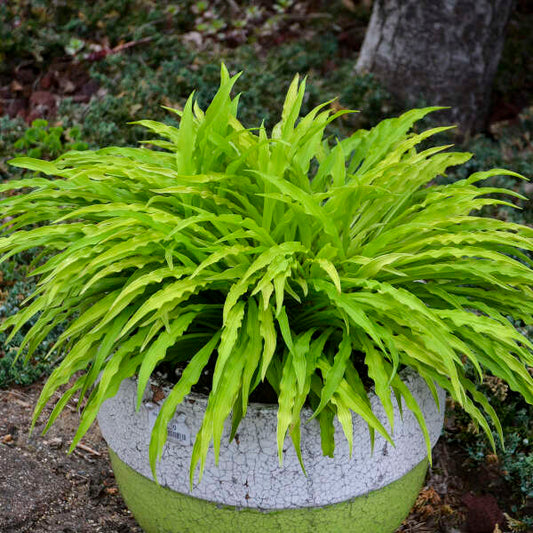 Hosta 'Party Streamers' Starter Perennial. New Standout with Long, Wiggly Yellow Leaves.