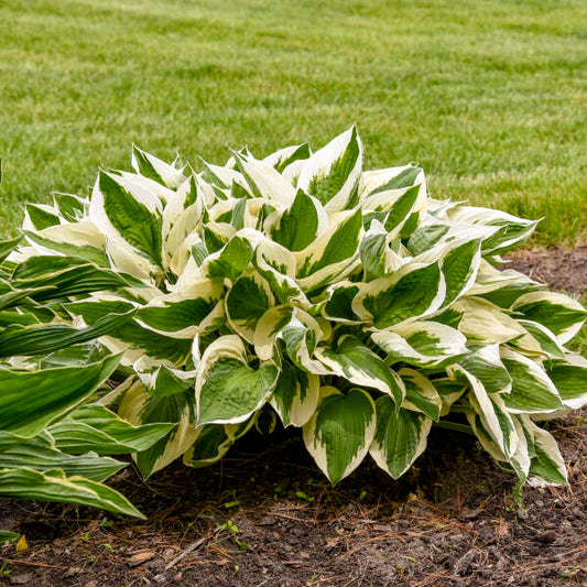 Jumbo Root Ball Hosta 'Patriot' Starter Perennial. Super Healthy. Easy to Grow. Loves Sun.