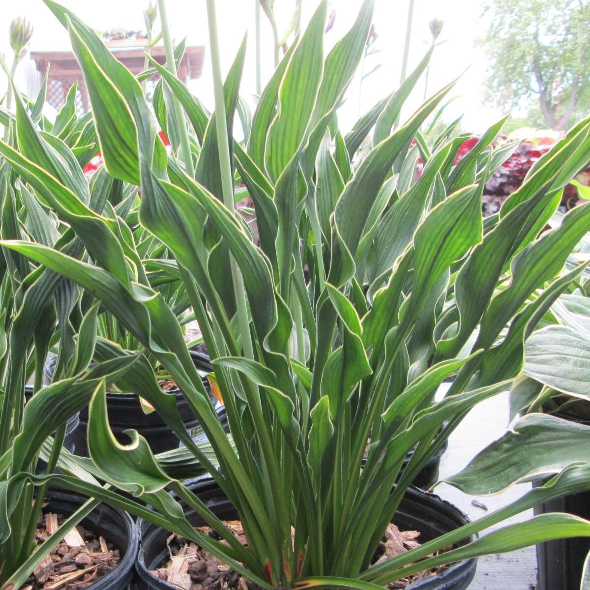 praying hands hosta plant 2 Hosta 'Praying Hands' Starter Perennials. Rare, Premium Variety. Lov