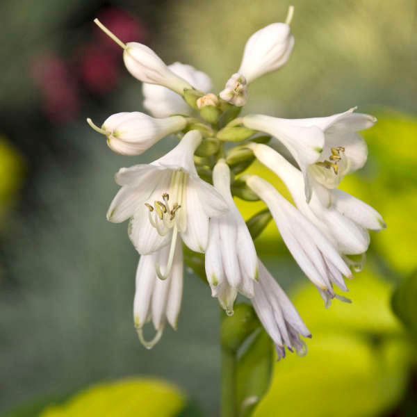 Hosta 'Rainforest Sunrise' Starter Perennial. Stunning Colors. Loves Shade. Easy to Grow.