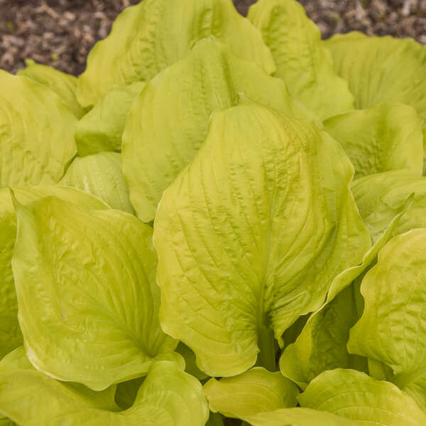 Hosta 'Seasons in the Sun' Starter Perennial. Large, Upright, Bright Yellow. Loves Shade.