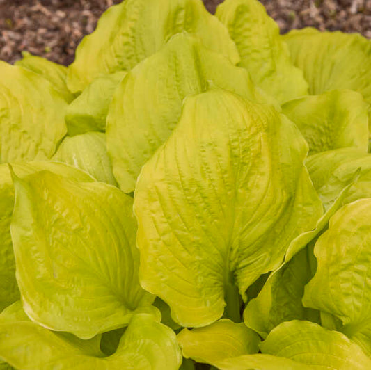 Hosta 'Seasons in the Sun' Starter Perennial. Large, Upright, Bright Yellow. Loves Shade.