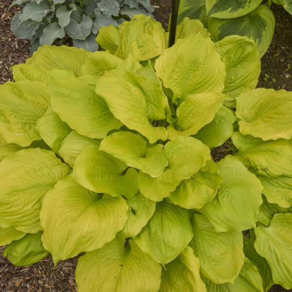 Hosta 'Seasons in the Sun' Starter Perennial. Large, Upright, Bright Yellow. Loves Shade.