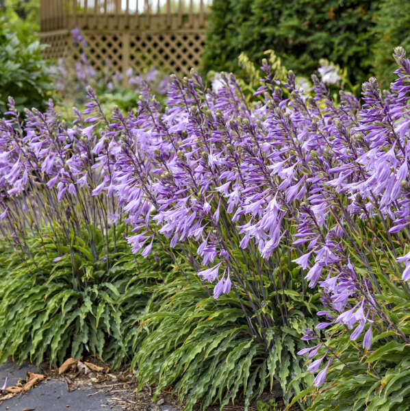 Hosta 'Silly String' Starter Perennial. Blue Shades. Standout Container Addition.