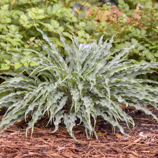 Hosta 'Silly String' Starter Perennial. Blue Shades. Standout Container Addition.