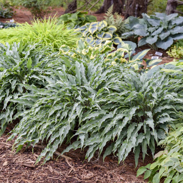 Hosta 'Silly String' Starter Perennial. Blue Shades. Standout Container Addition.