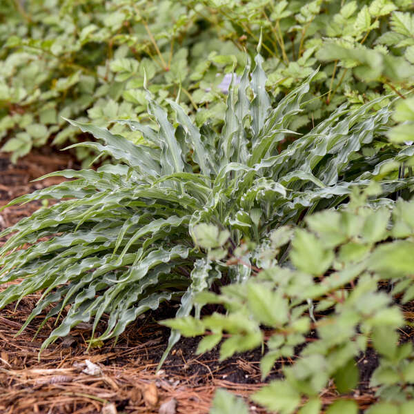 Hosta 'Silly String' Starter Perennial. Blue Shades. Standout Container Addition.