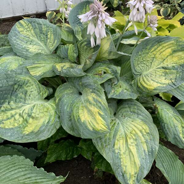 Hosta 'Sound of Music' Starter Perennial. Giant Hosta with Blue-Green Shades.