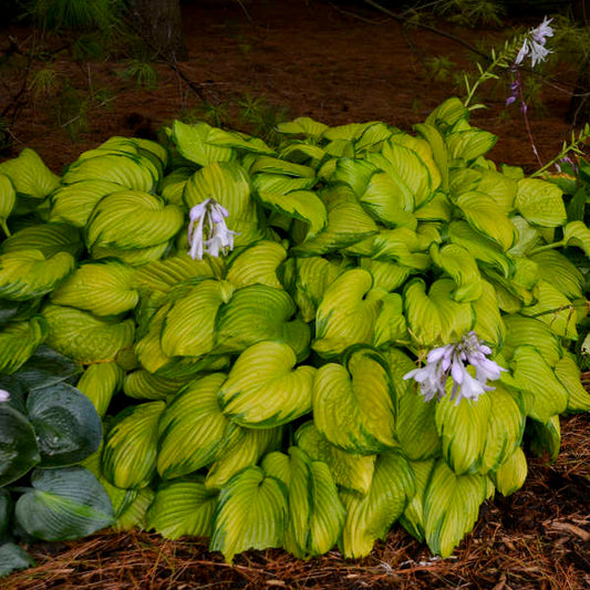 Walters Gardens / Hosta 'Stained Glass'