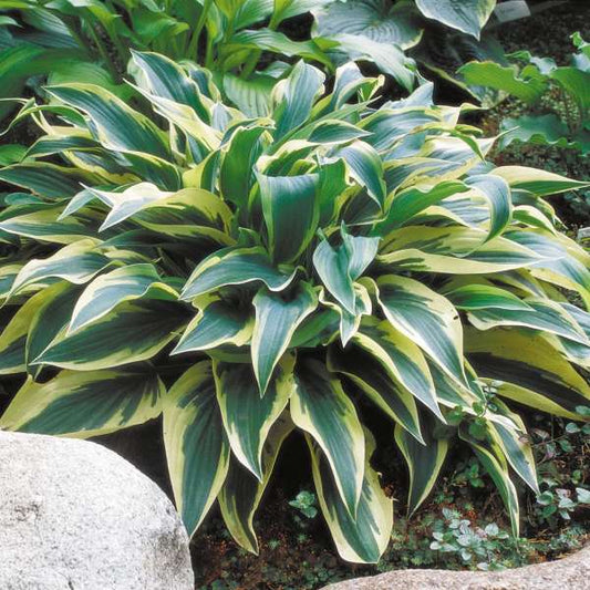Hosta 'Wolverine' Starter Perennial. Beautiful, Tapering Leaves with Blue-Green Shades.