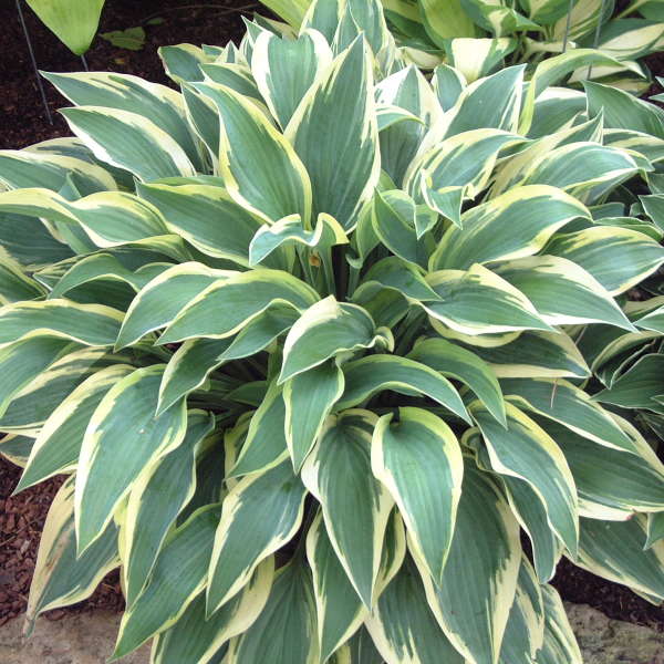 Hosta 'Wolverine' Starter Perennial. Beautiful, Tapering Leaves with Blue-Green Shades.