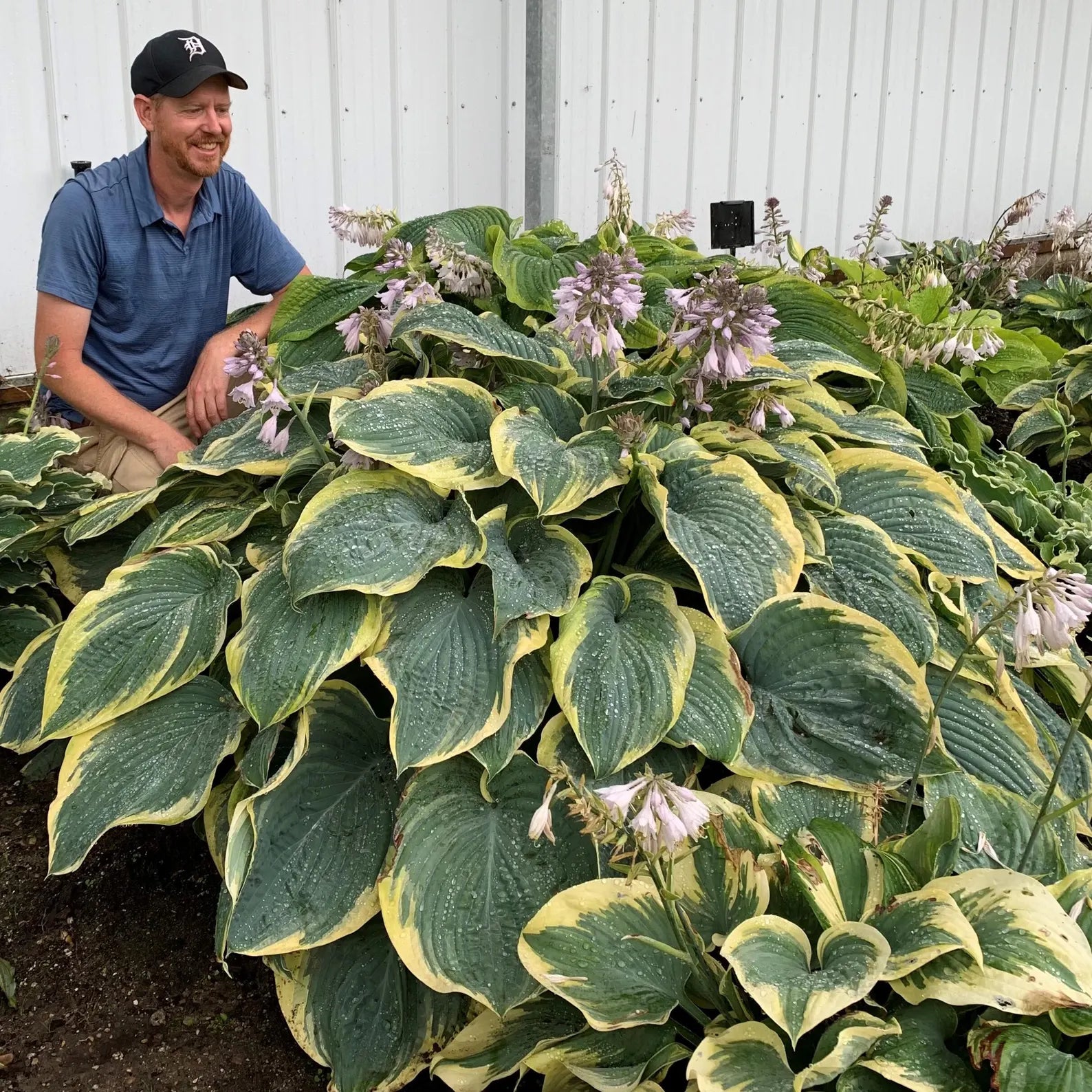 2 Hosta 'Gigantosaurus' Starter Perennials. Matures with Huge Blue Lea
