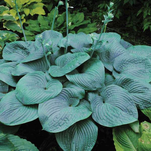 Humpback Whale Perennial Starter Hosta. Super Healthy. Great Rootball.