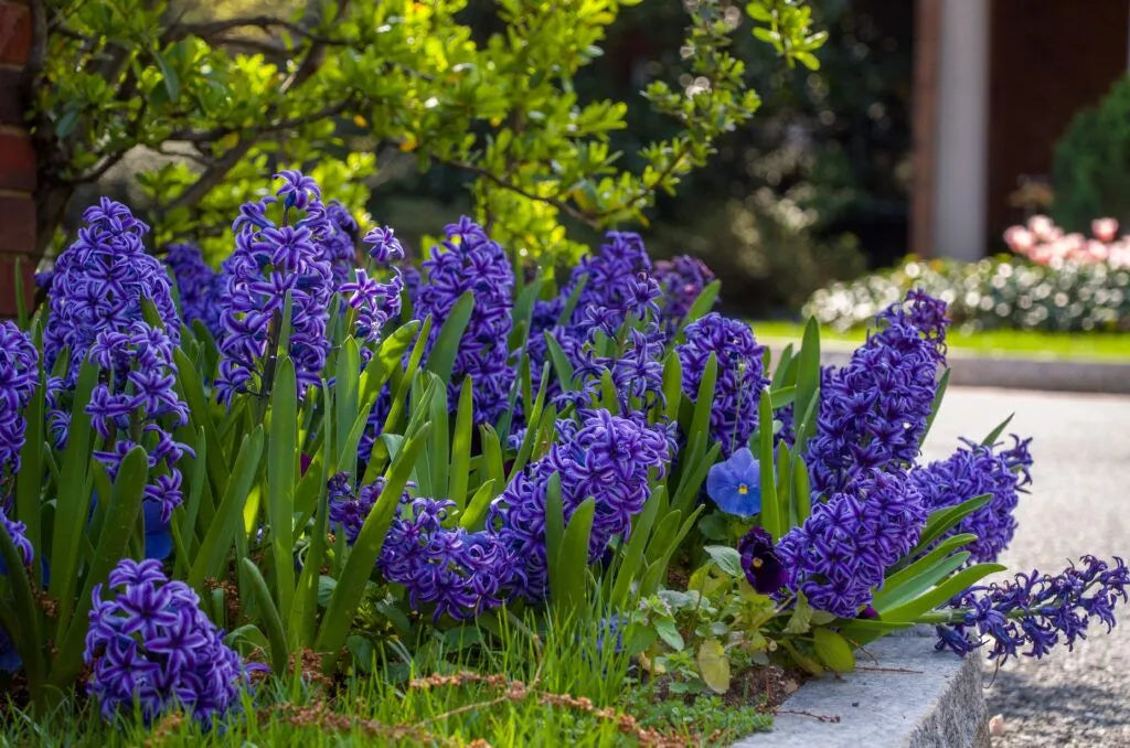 Color Blends / Hyacinth 'Blue Jacket'