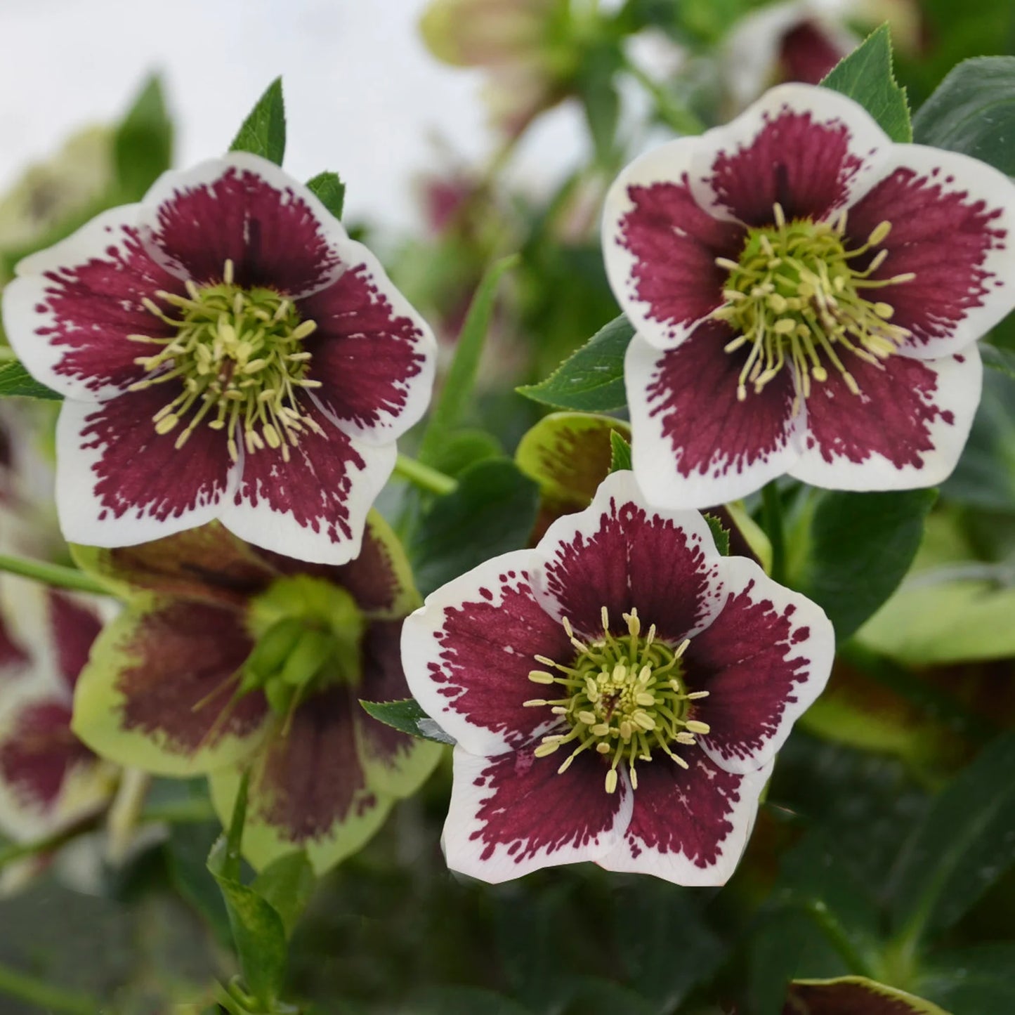 Helleborus 'Romantic Getaway' Lenten Rose. Stunning Blooms.