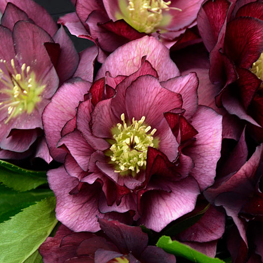 Helleborus 'True Love' Lenten Rose Perennial. Double-flowered.