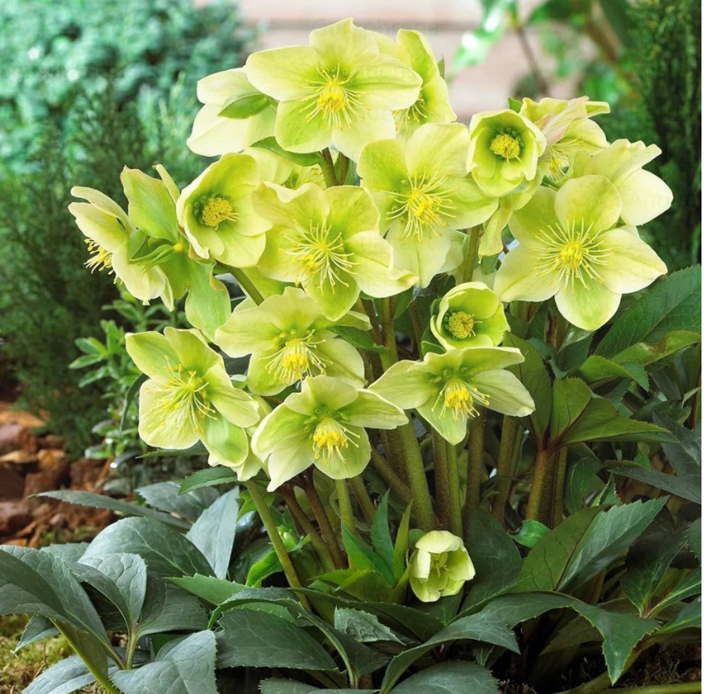 Rare Snow Love Lenten Rose Perennial