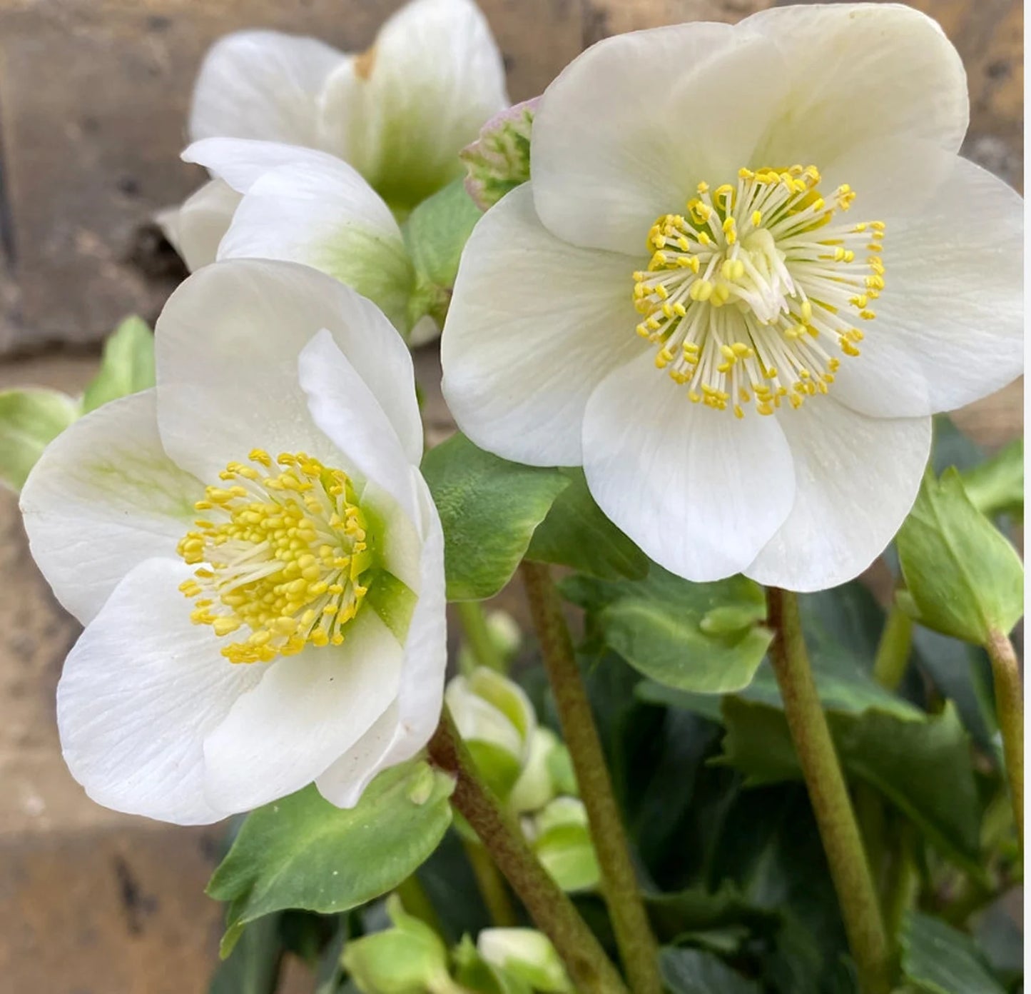 Helleborus 'Mont Blanc' Rare Lenten Rose Perennial