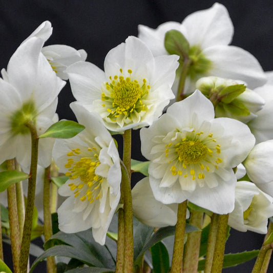 Helleborus 'Snowbells' Christmas Rose Perennial. Late Winter, Early Spring Bloomer.