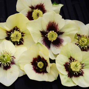 Helleborus 'Spanish Flare' HONEYMOON® Series NEW! Lenten Rose Perennial. Stunning Blooms. Easy to Grow. Spring Blooming. Fall is for Planting.