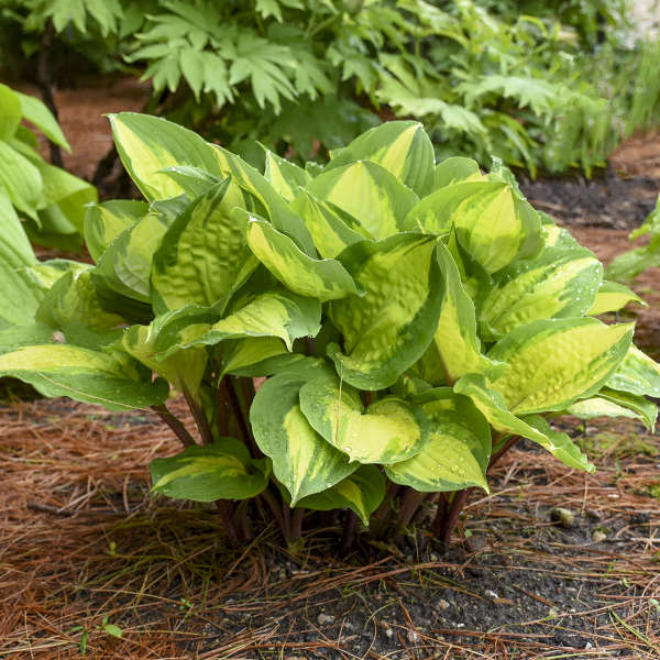 Live Island Breeze Starter Hosta Perennial Flowering Plant. Stunning Colors