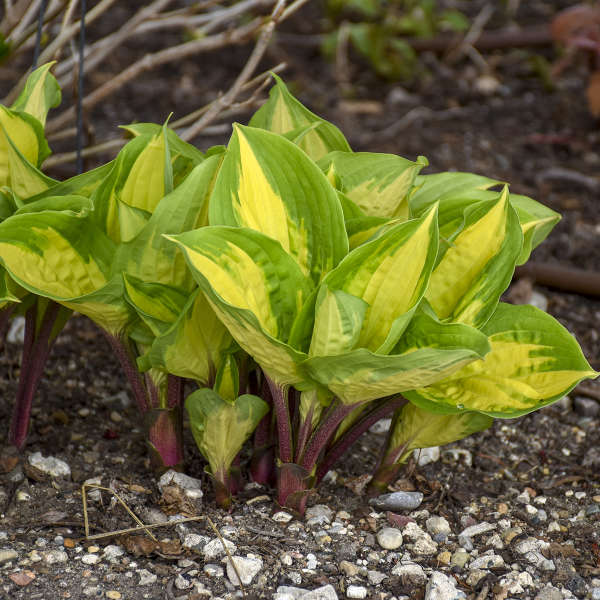 Live Island Breeze Starter Hosta Perennial Flowering Plant. Stunning Colors
