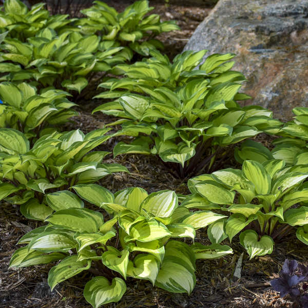 Live Island Breeze Starter Hosta Perennial Flowering Plant. Stunning Colors