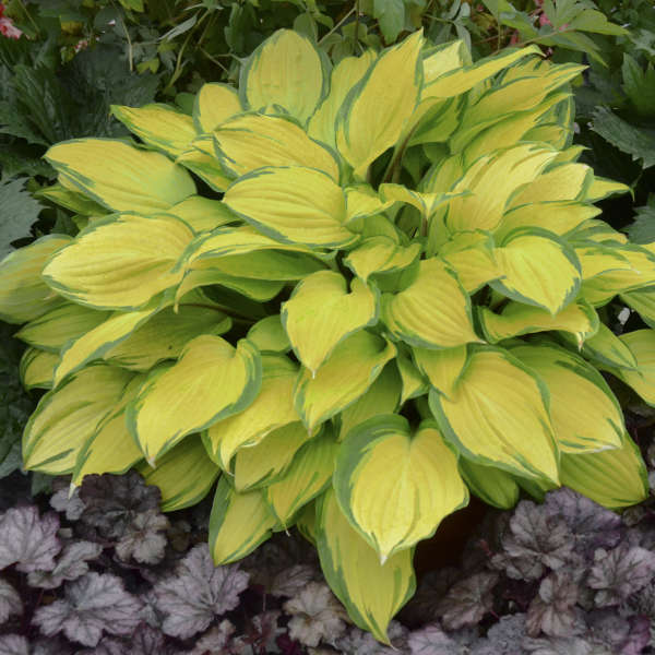 Live Island Breeze Starter Hosta Perennial Flowering Plant. Stunning Colors