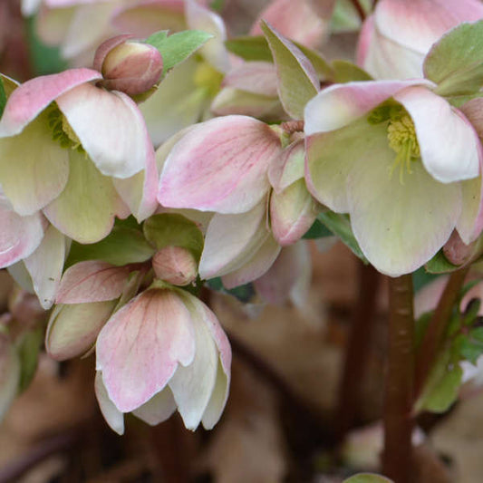 Helleborus 'Ivory Prince' Lenten Rose Perennial. Vigorous Grower with Burgandy-Pink Buds.