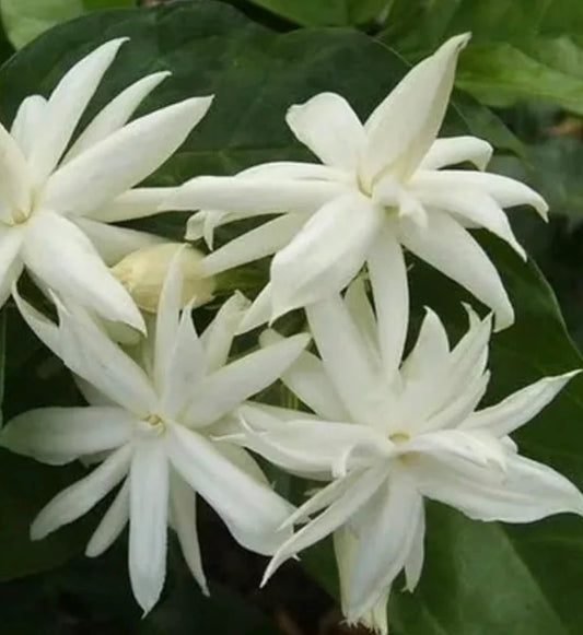 3 Jasmine Belle of India, Fragrance with Brilliant Green Leaves Live Starter Plants