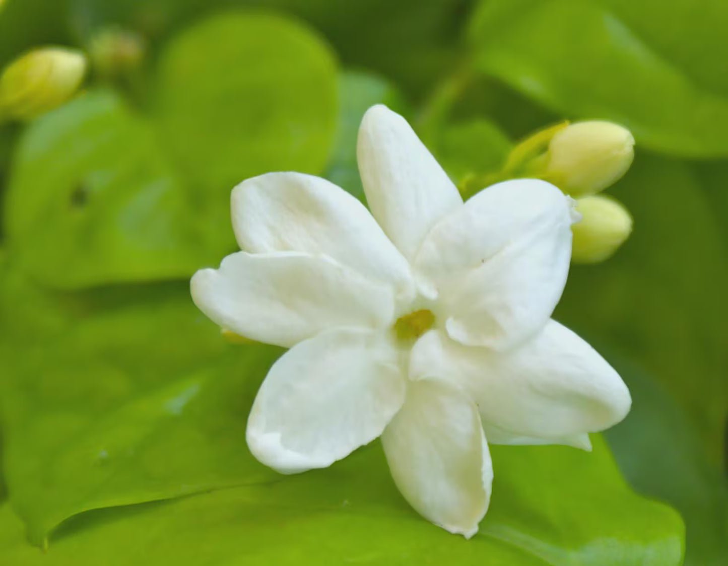 3 Jasmine ‘Maid of Orleans’ (Jasminum sambac) Live Starter Plants. Super Healthy.