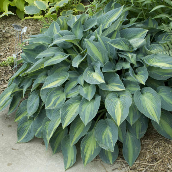 June Starter Hosta. Super Healthy. Perennial Stunning Colors.