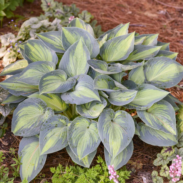 June Starter Hosta. Super Healthy. Perennial Stunning Colors.