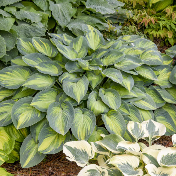 June Starter Hosta. Super Healthy. Perennial Stunning Colors.