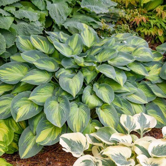 'June' Starter Hosta. Super Healthy. Perennial Stunning Colors.
