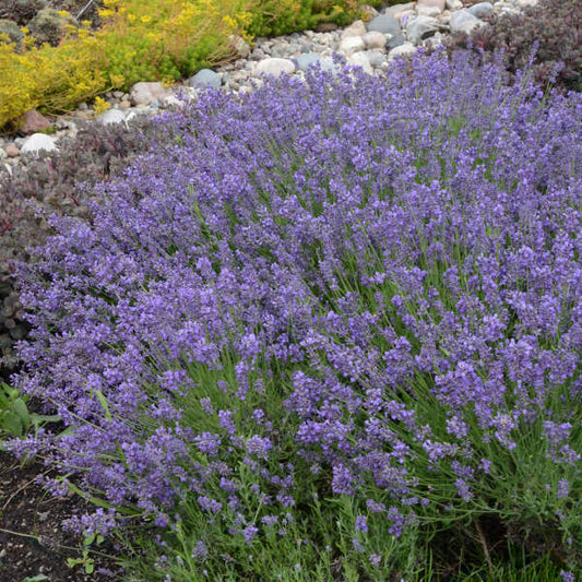 3-Pack Lavandula angustifolia 'Essence Purple' Lavender Perennials. Stunning Blooms. Pollinator. Easy to Grow. Loves Sun.