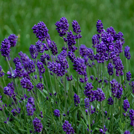 Lavandula angustifolia Lavance Deep Purple Lavender Starter Perennials. Stunning Blooms. Pollinator. Easy to Grow. Loves Sun.