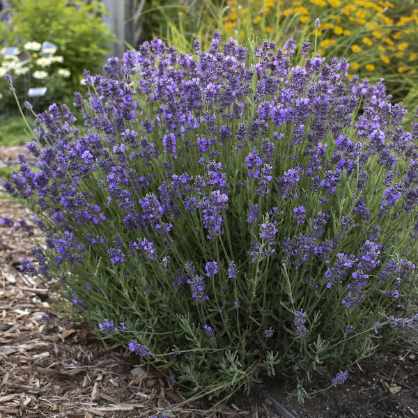 Lavandula angustifolia Lavender Hidcote Perennial Starter Plant