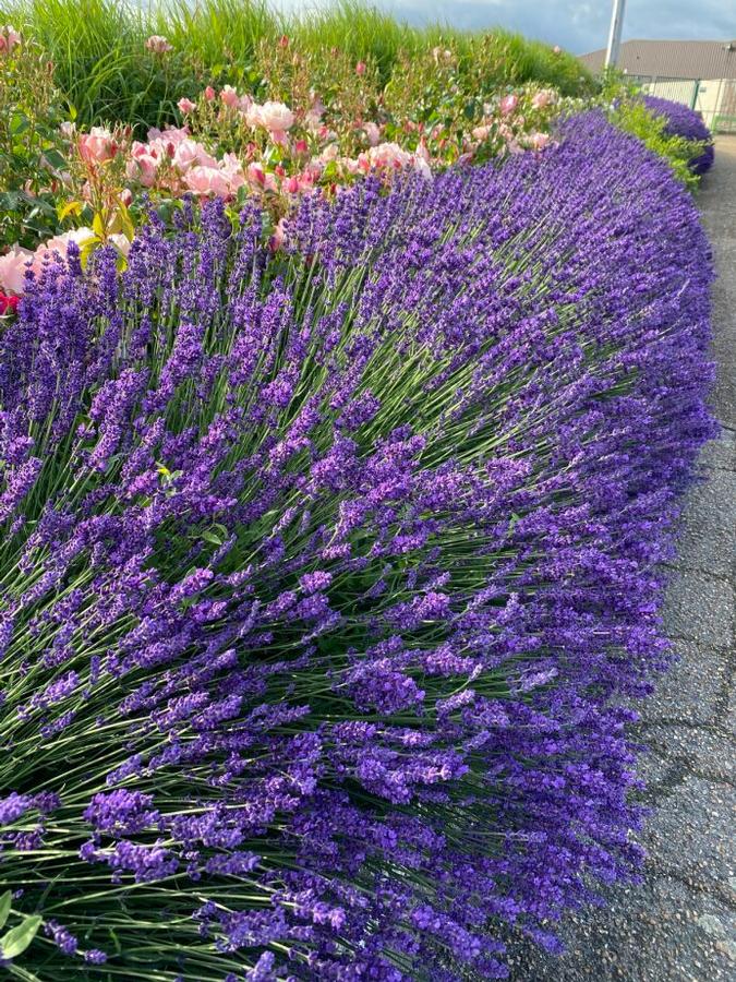 Peace Tree Farm / Lavandula angustifolia 'Blue Jeans'