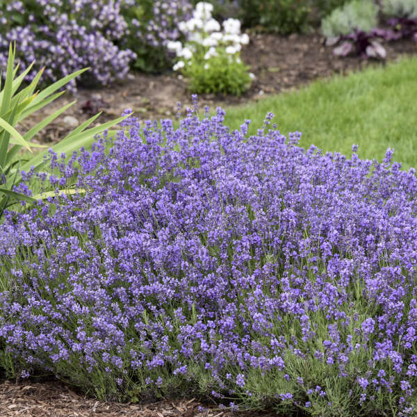 live english lavender plants 3-Pack Live Lavandula angustifolia 'Munstead' Starter Perennial Plants – Hosta King